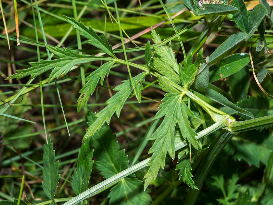 Pimpinella major / Pimpinella maggiore